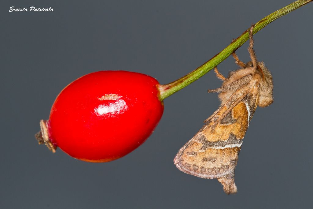farfalla notturna equilibrista da idetificare
